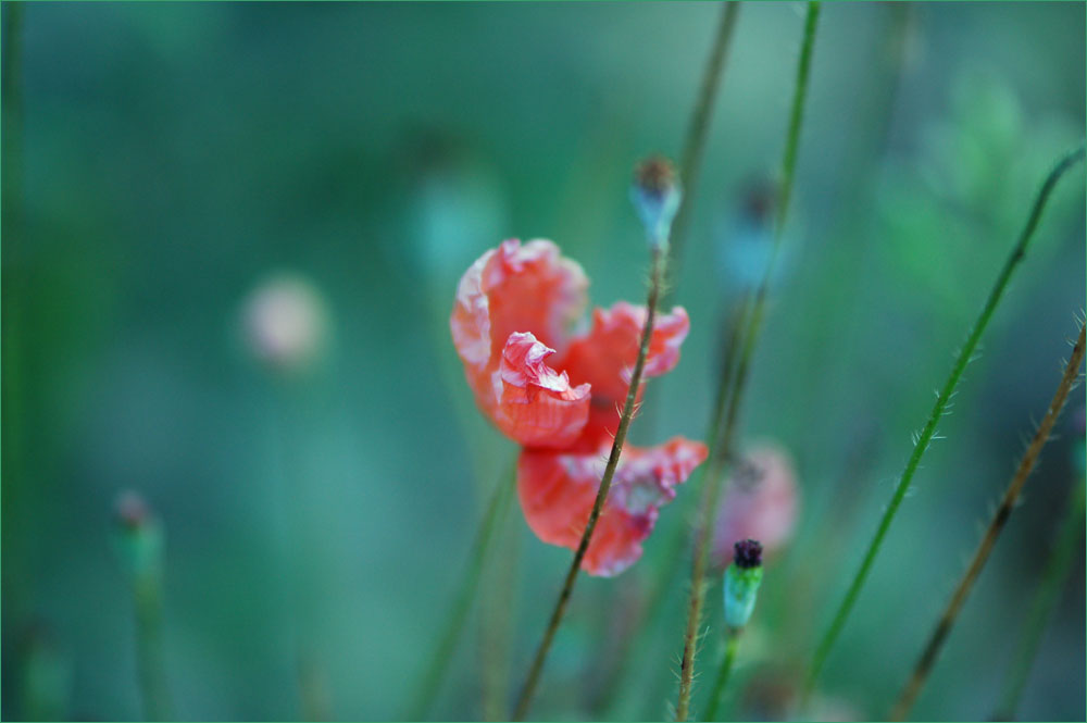 *** Mohn ***