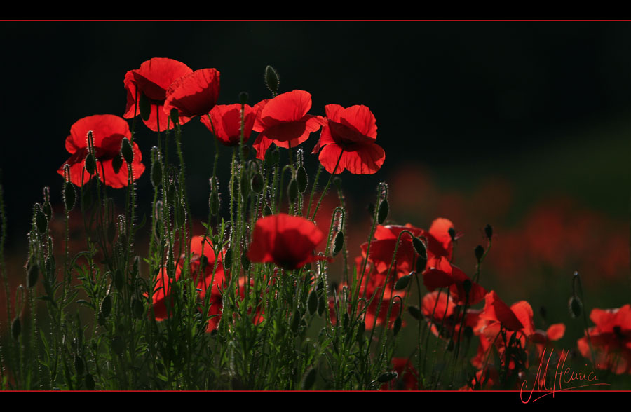 Mohn