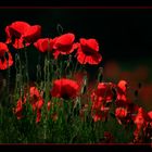 Mohn