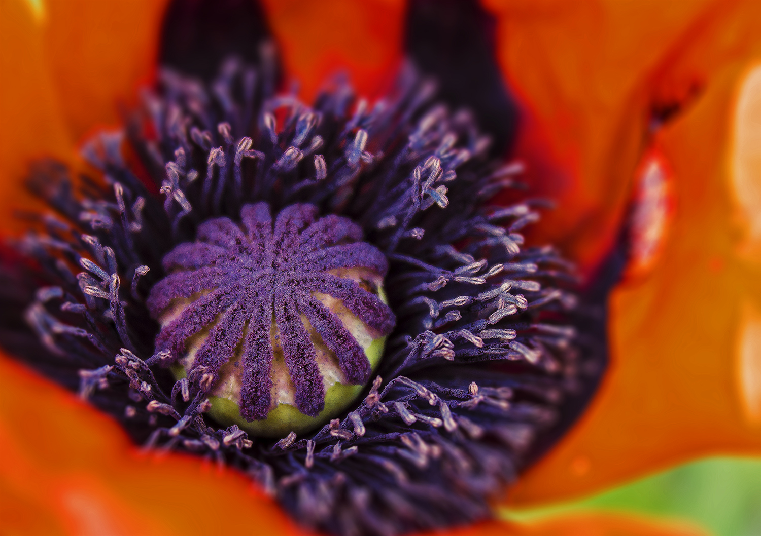 Mohn