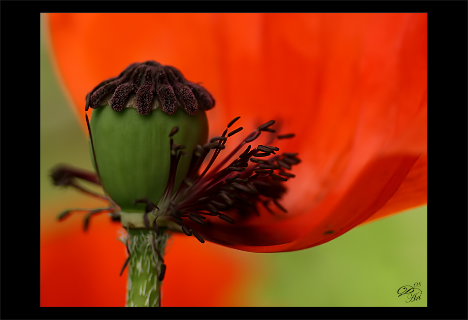 Mohn