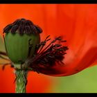 Mohn