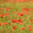 ~Mohn~