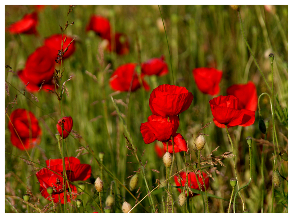 Mohn