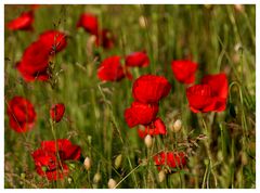 Mohn