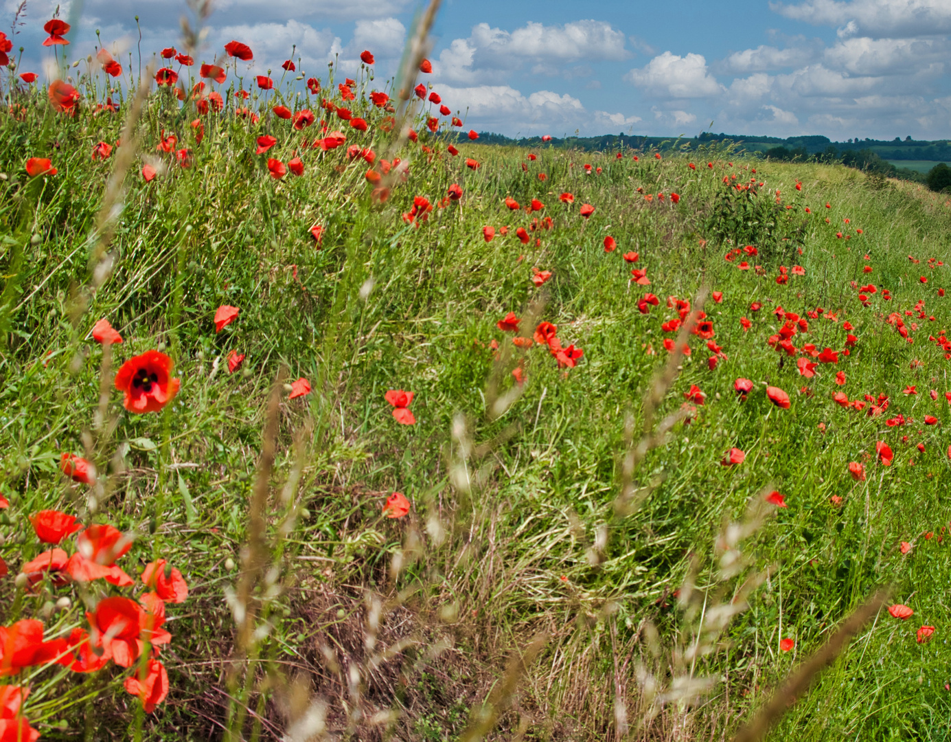 Mohn