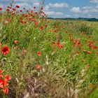 Mohn