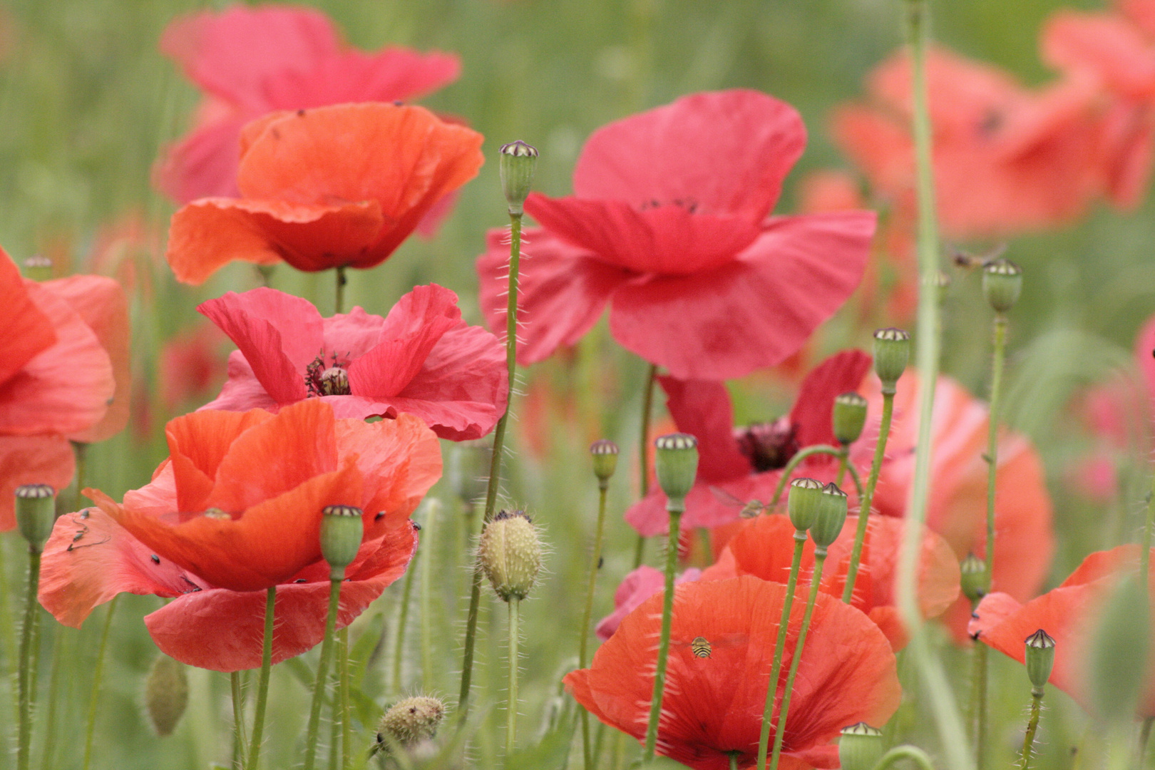 Mohn