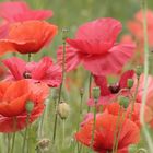 Mohn