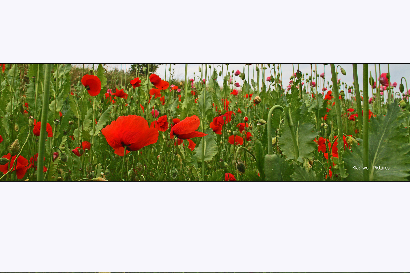 Mohn 06