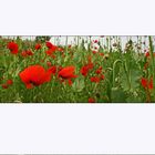 Mohn 06