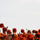 Mohn 06