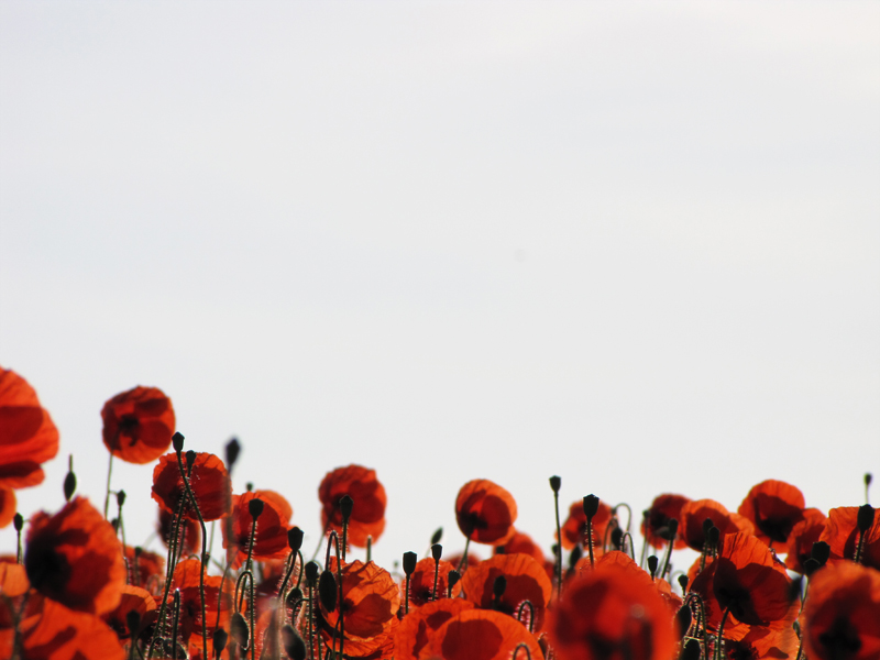 Mohn 06