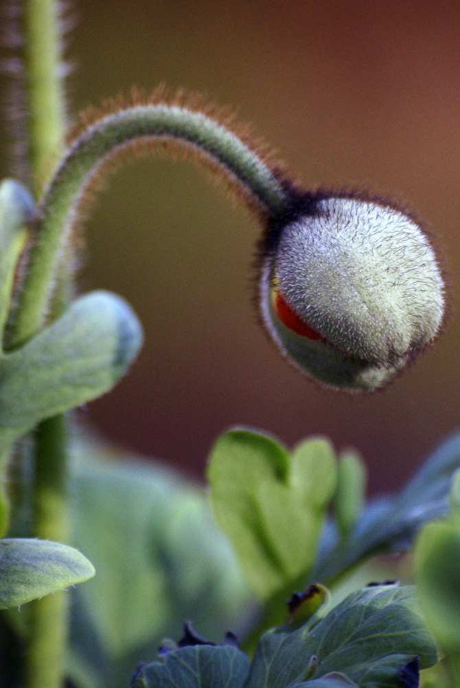 Mohn #06