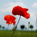 Mohn-06.2014-001