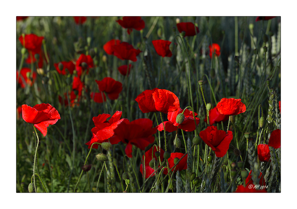 Mohn - 06/2014