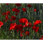 Mohn - 06/2014