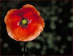 Mohn