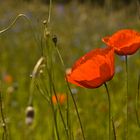 Mohn