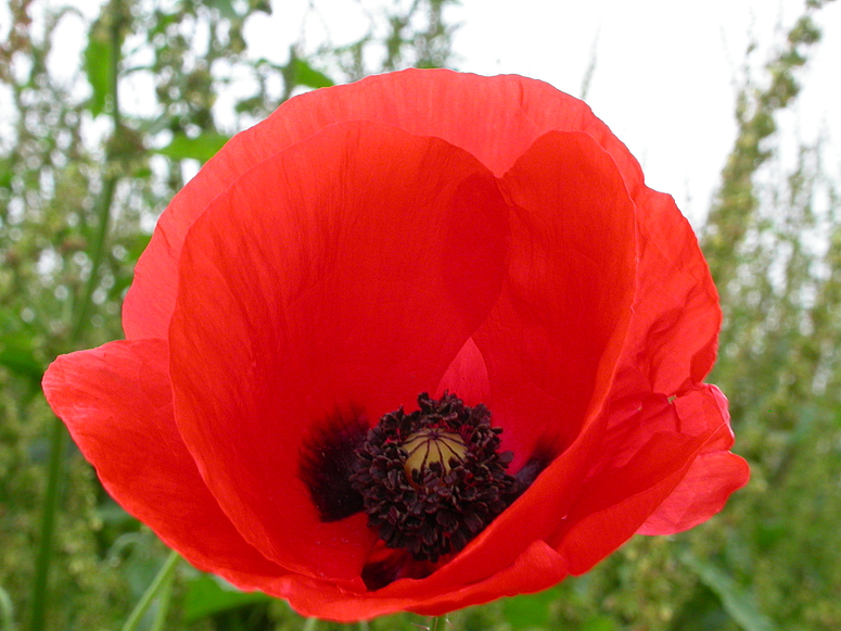 Mohn