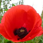 Mohn