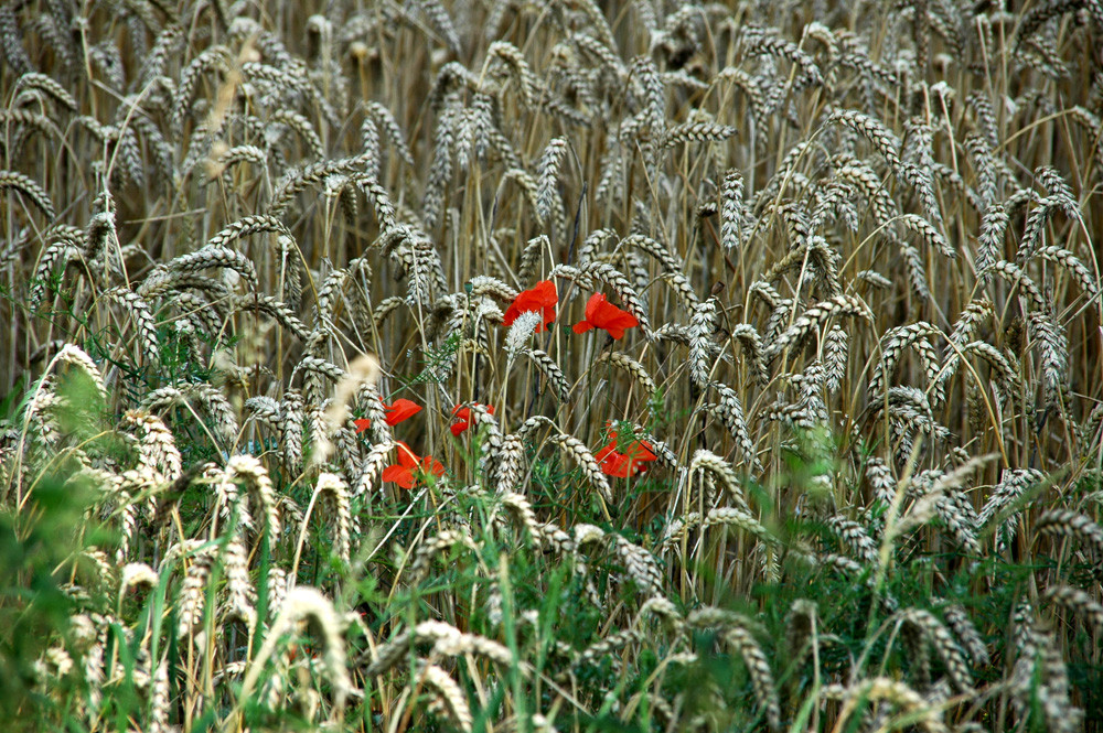 Mohn