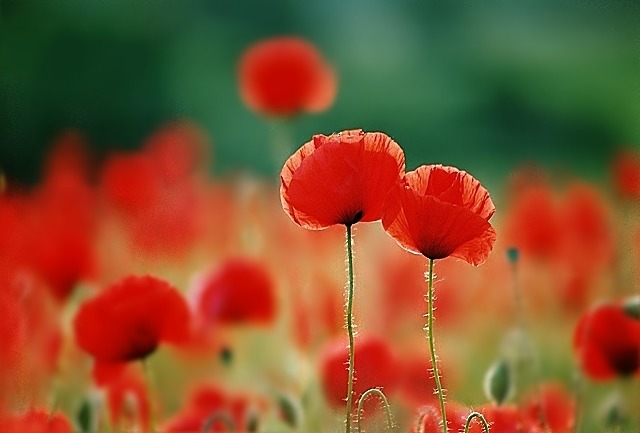 mohn