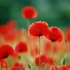 mohn