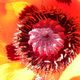 Mohn