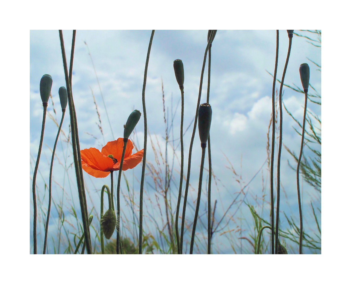 Mohn