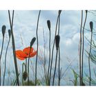 Mohn