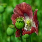 Mohn