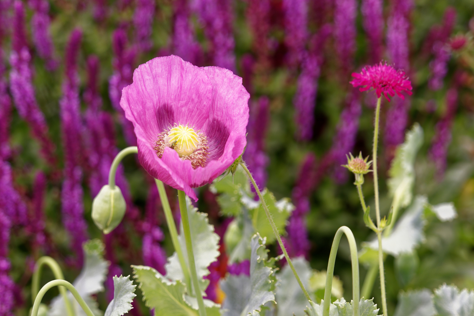 Mohn