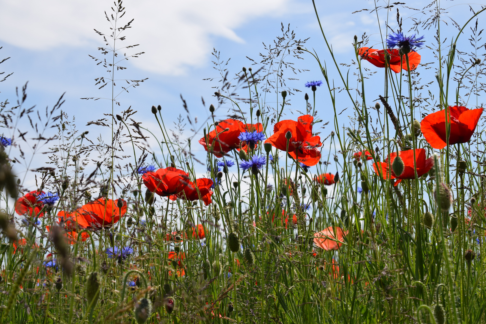 Mohn