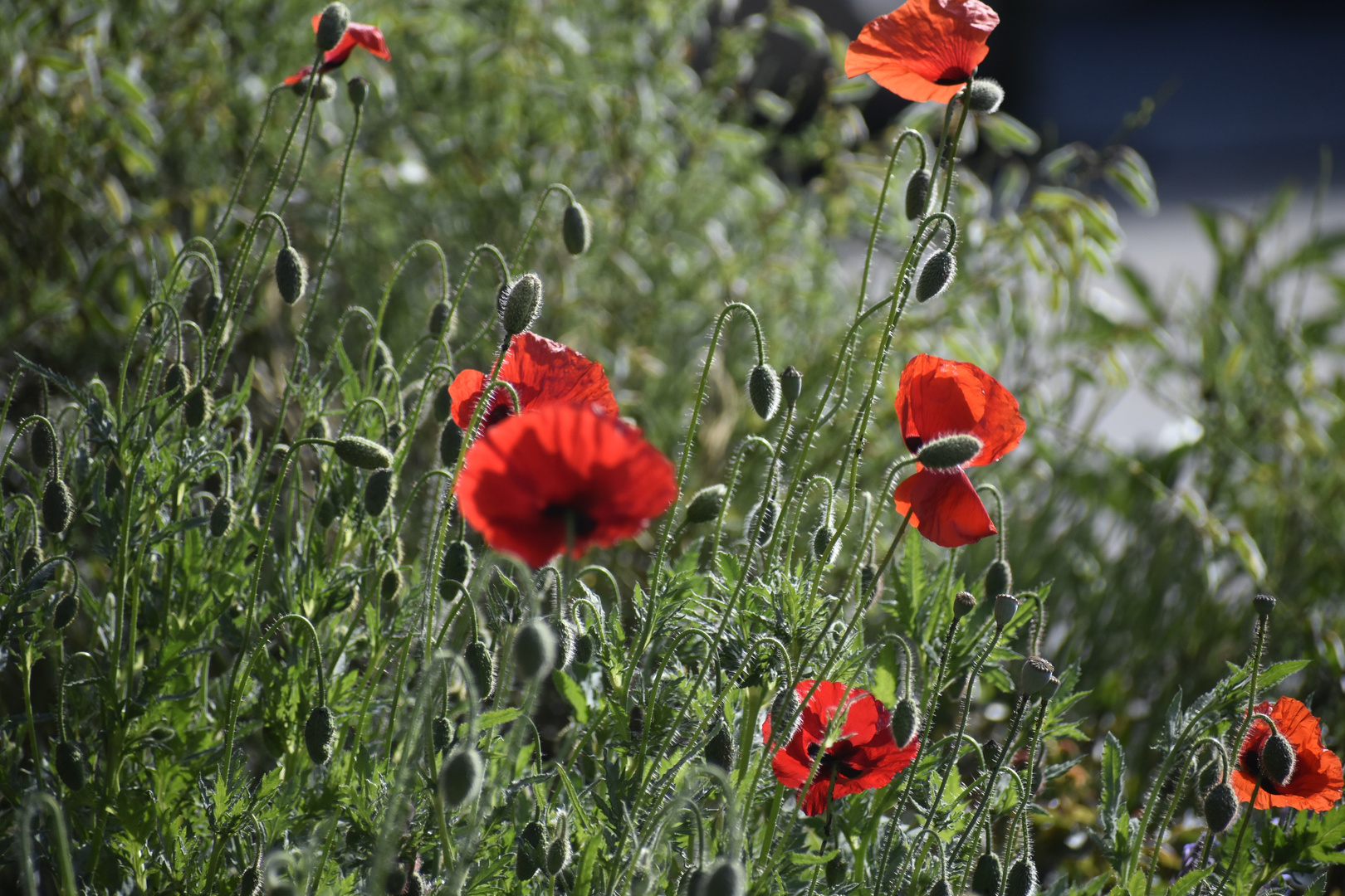 Mohn 