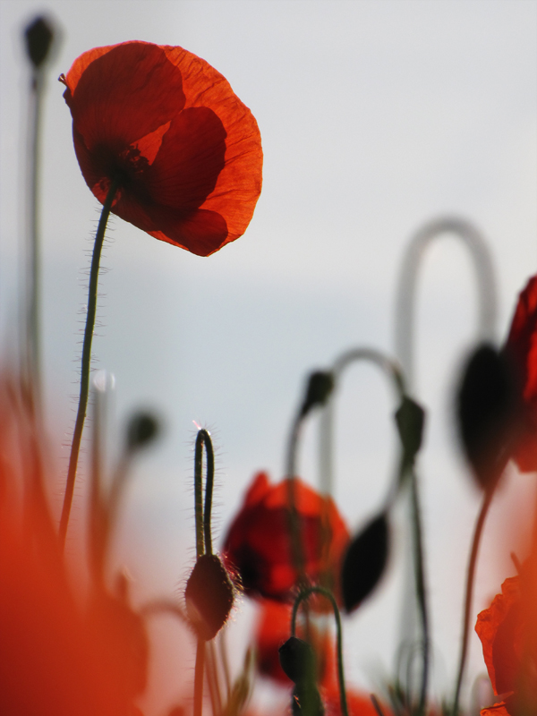 Mohn 07