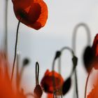 Mohn 07