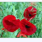 Mohn 07