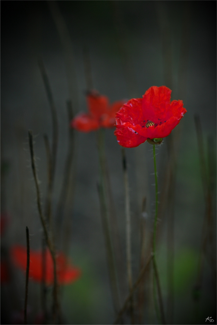 mohn