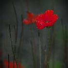 mohn