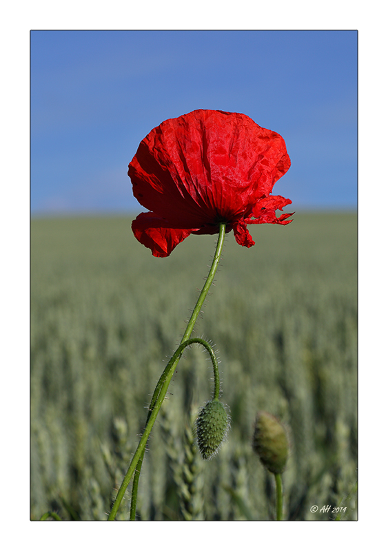 Mohn - 07/2014