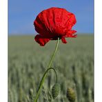 Mohn - 07/2014