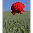 Mohn - 07/2014