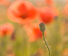 Mohn