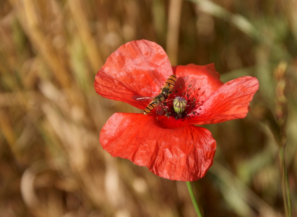 Mohn