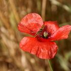 Mohn