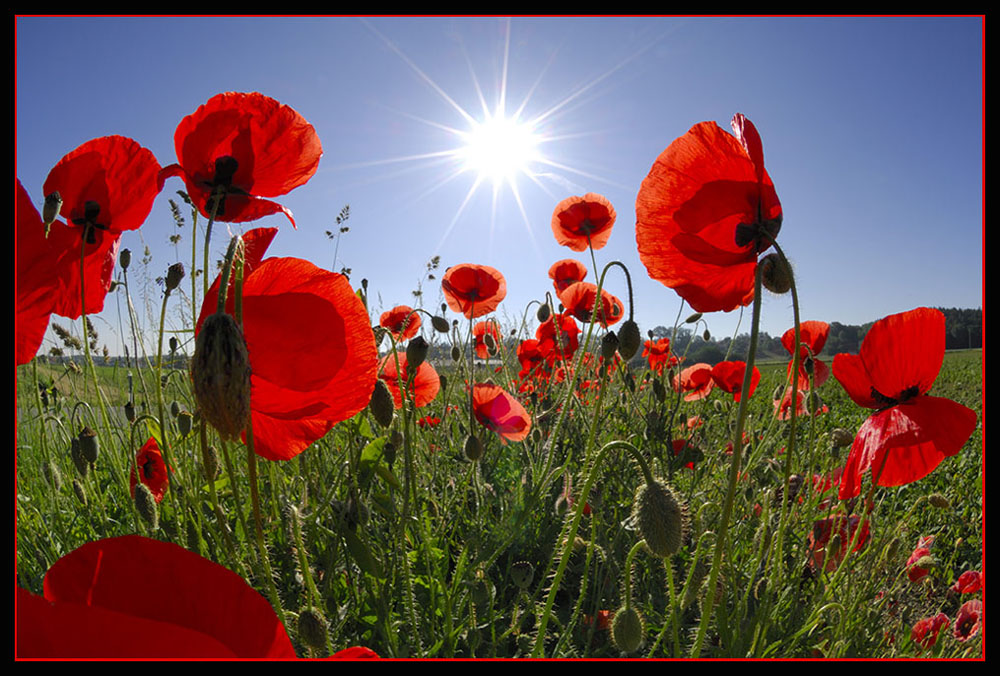 Mohn