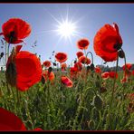 Mohn