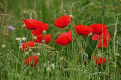 MOHN