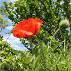 > Mohn <